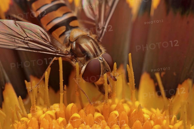 Grove hoverfly