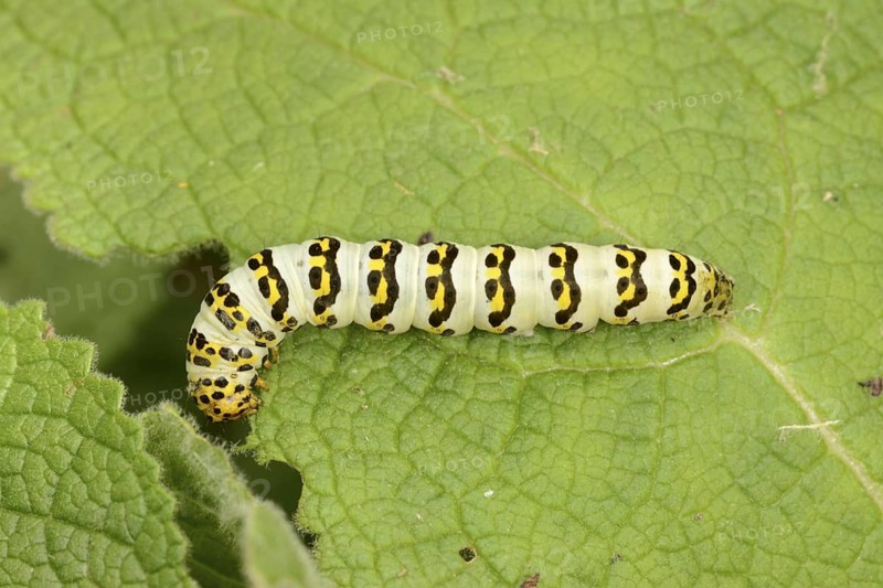 Cucullia lychnitis