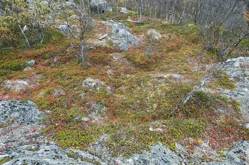 Vaccinium uliginosus