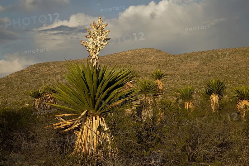 Faxon faxon yucca