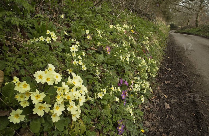 Common Primrose