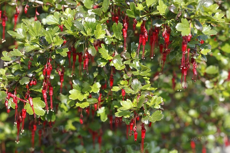 Fuchsia-flowered Gooseberry flowering