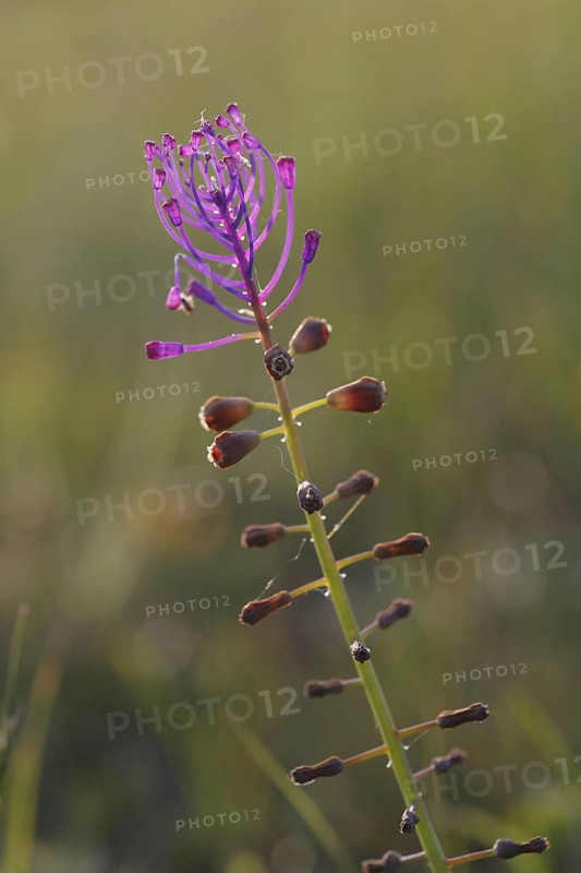 Tassel hyacinth