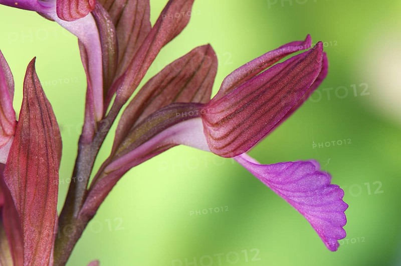 Pink butterfly orchid