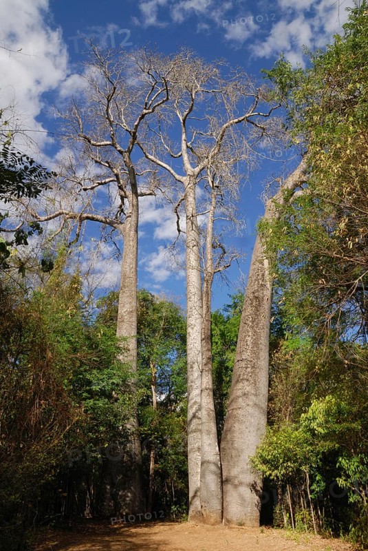 Giant Madagascar Baobab