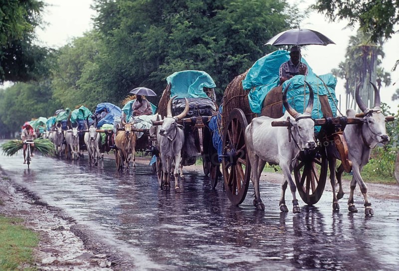 Bullock carts on rainy day