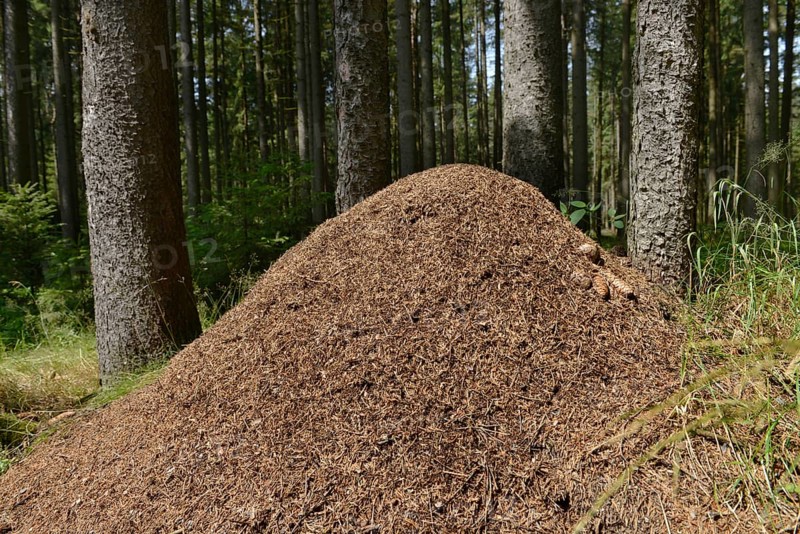 Anthill