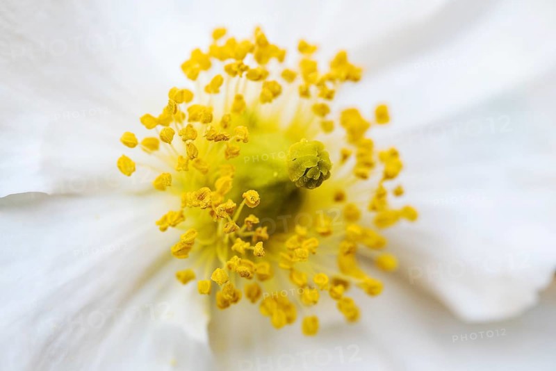 Bush Anemone