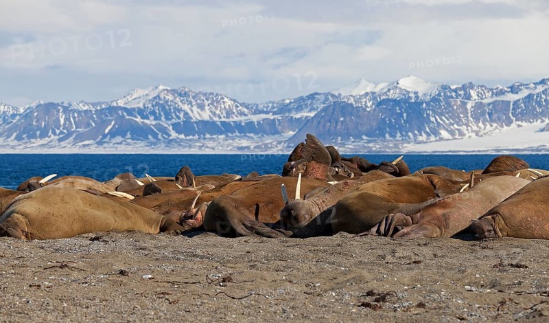 Large group of walruses