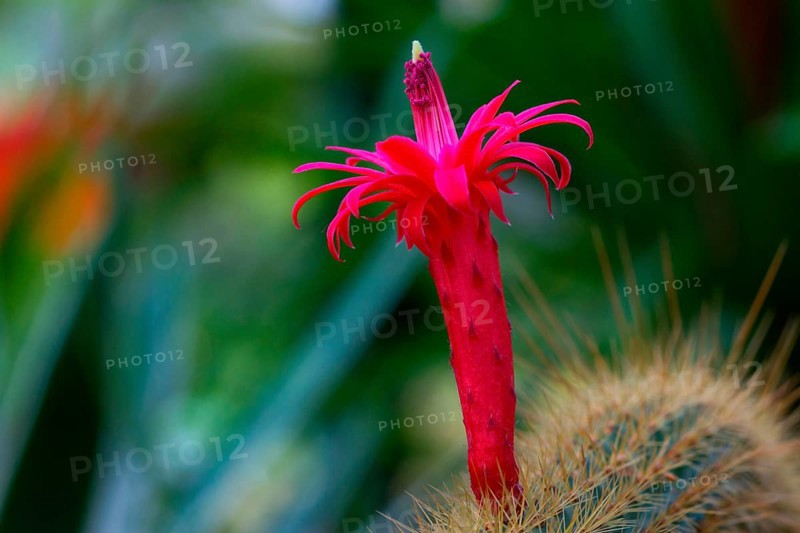 (Hildewintera aureispina)