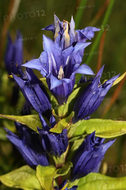 Willow gentian