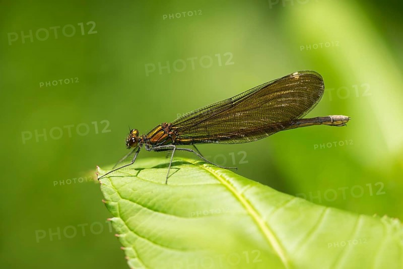 Beautiful Demoiselle