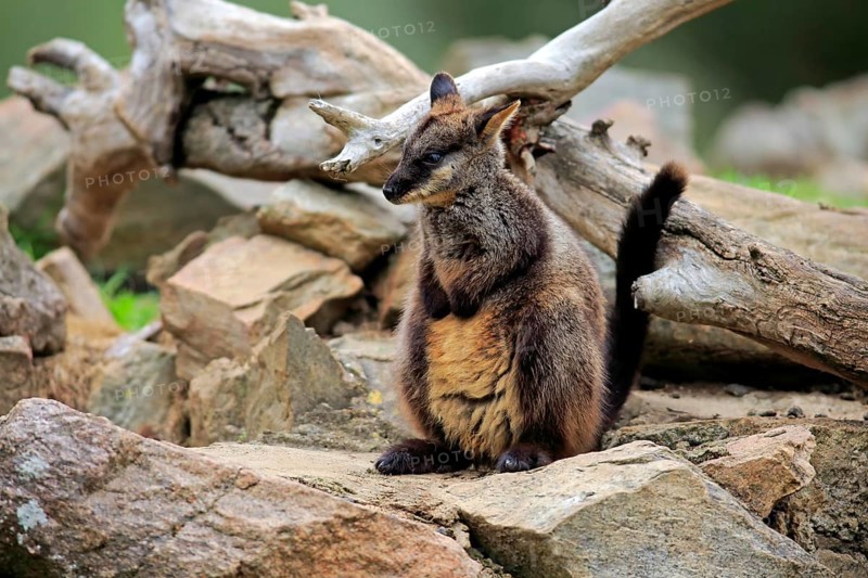 Brush-tailed rock-wallaby