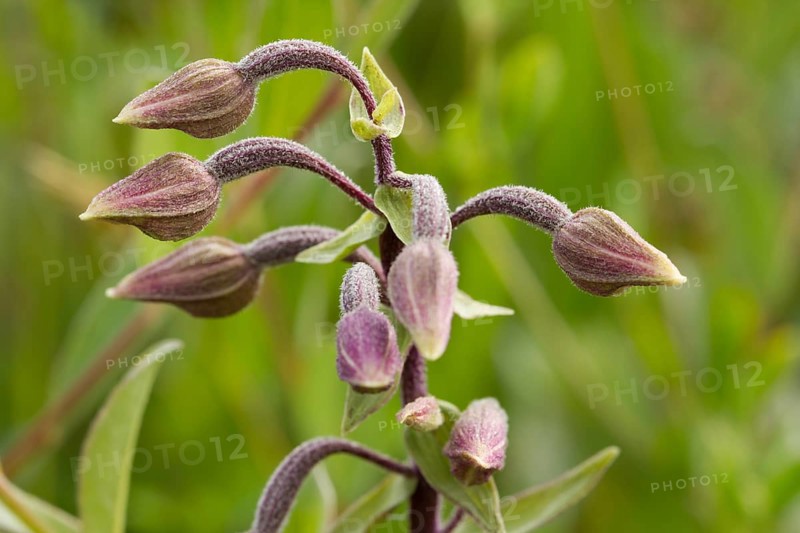 Marsh hellebore
