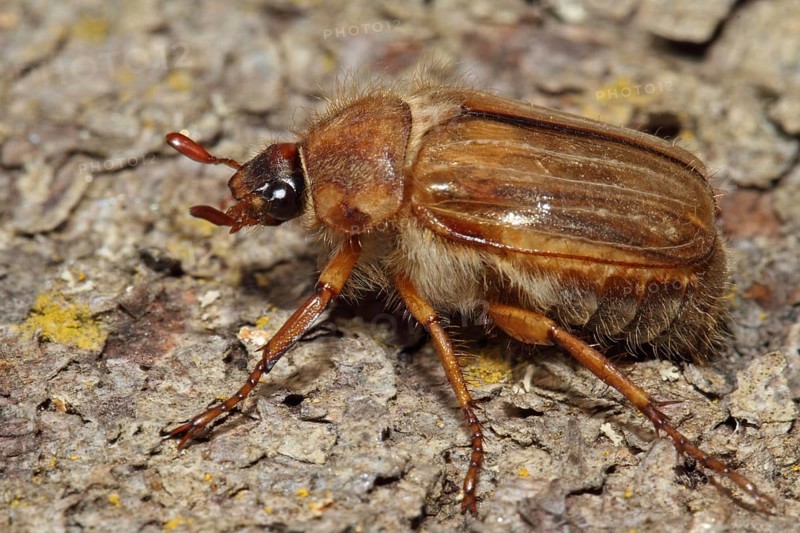 Riped Ground Beetle