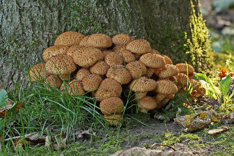 Shaggy scaly cap