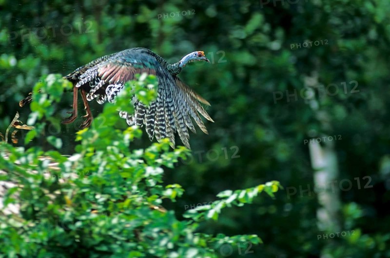 Ocellated Turkey