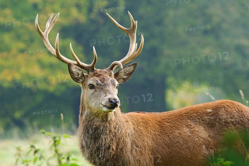 Red deer