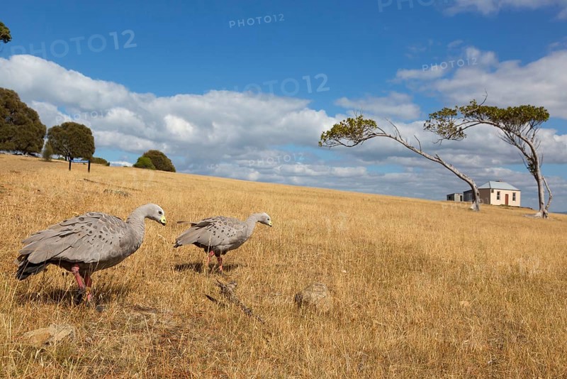 Adult pair of cape barren goose
