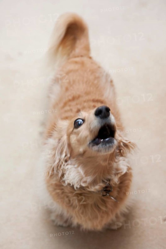 Domestic dog