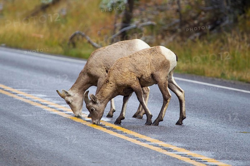Bighorn Sheep