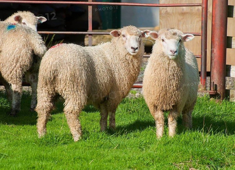 Domestic sheep