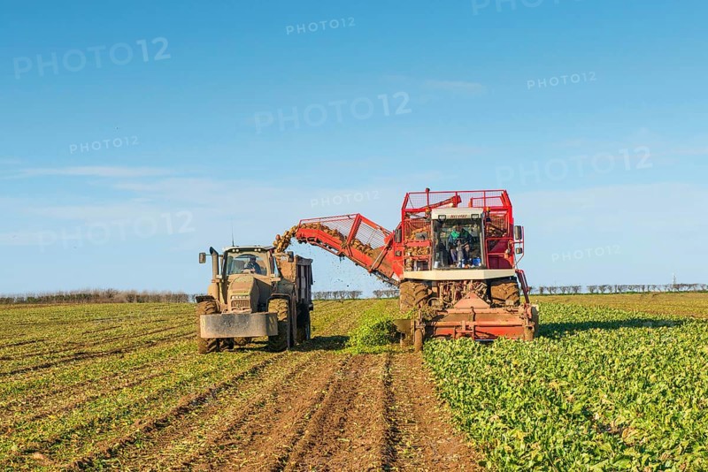 Sugar Beet