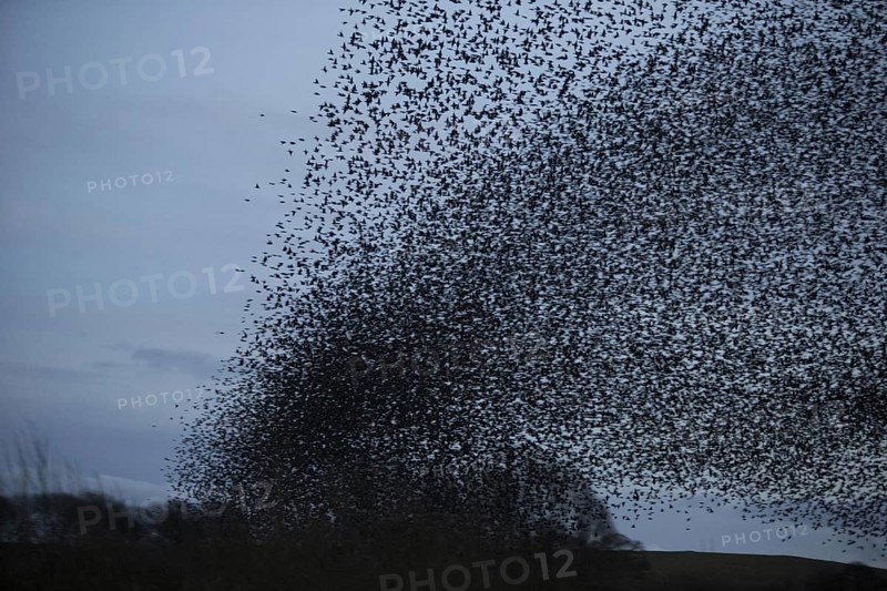 Common Starling