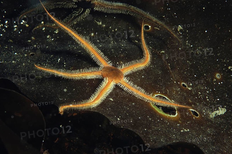 Black brittlestar