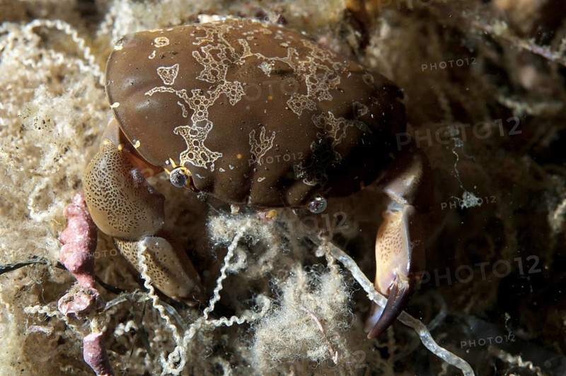 Floral Egg Crab