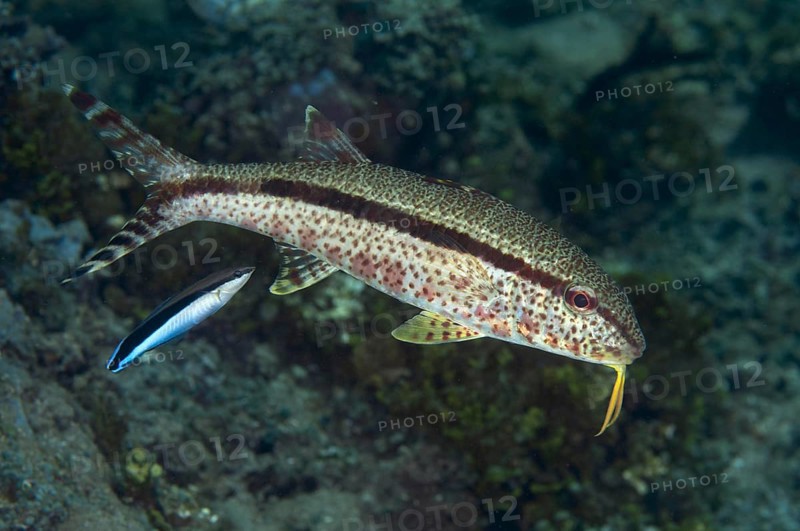 Freckled goatfish