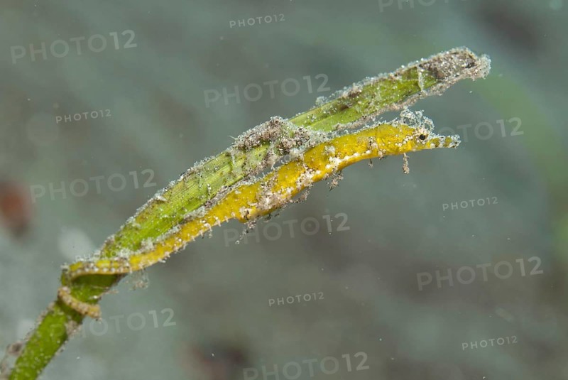 Pygmy pipefish