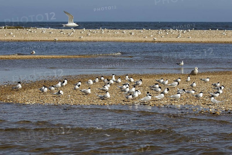 Sandwich Terns gather on the pebble spit on Scolt Head Island