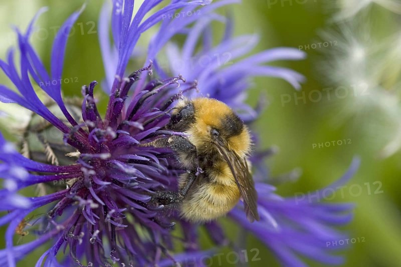 Great Yellow Bumblebee