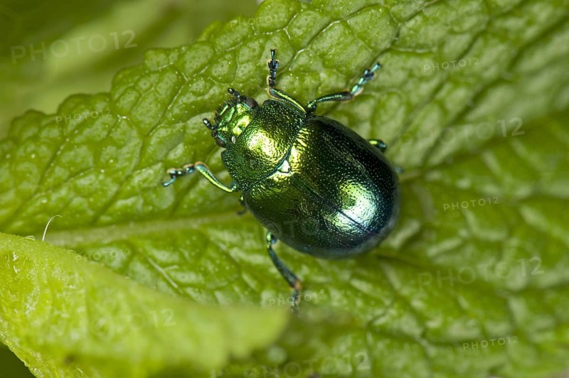 Mint Leaf Beetle