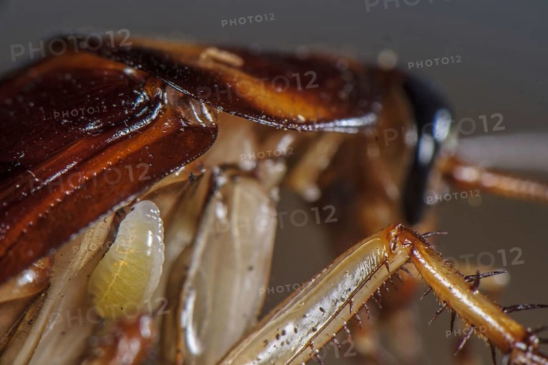 Larva of the emerald cockroach wasp