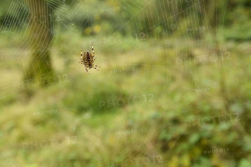 Garden Orb Spider