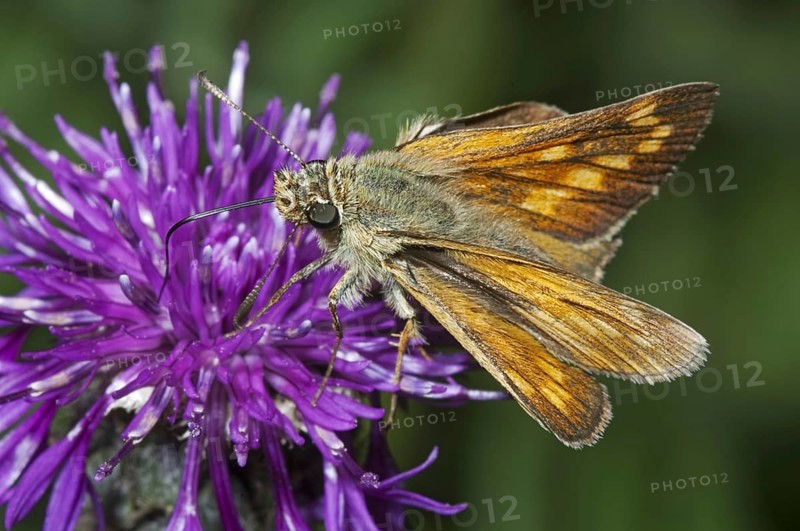 Large large skipper