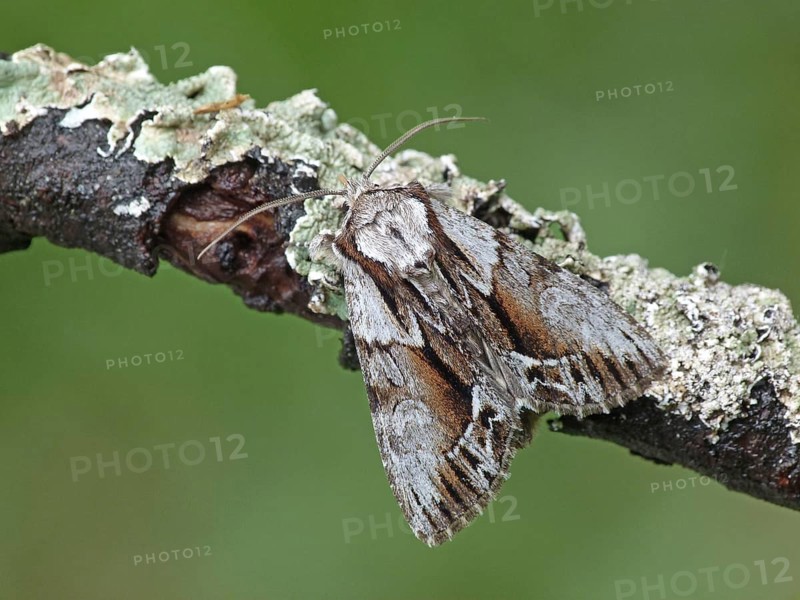 Huckleberry Screech Owl