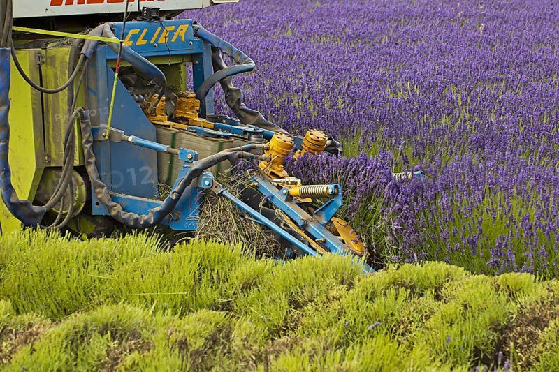 Lavender