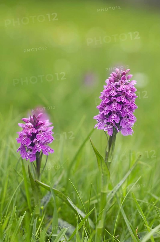 Western marsh orchid