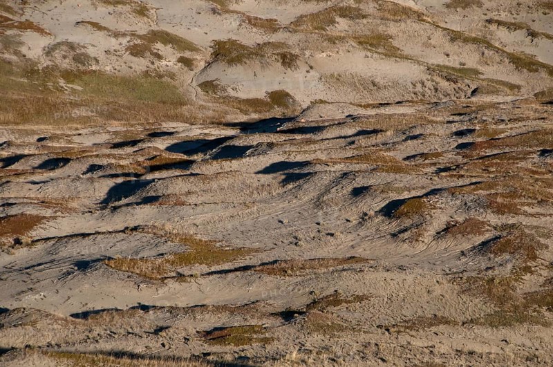 View of shortgrass prairie habitat