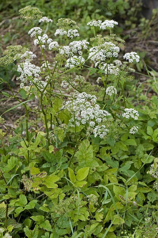 Goutweed