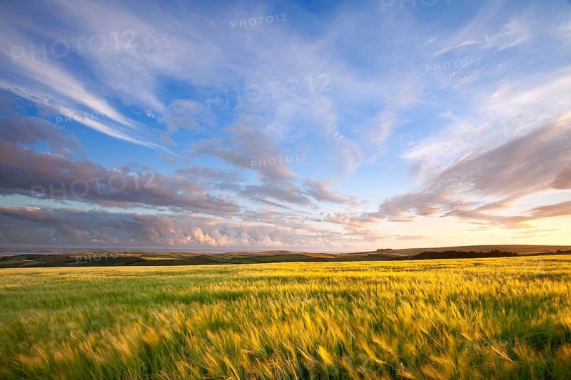 View across a field of barley swaying in the breeze in the late evening sun towards the coast