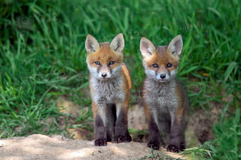 Two cute red fox
