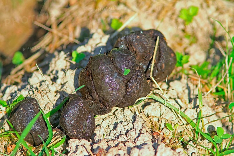 (Sus scrofa), excremetns