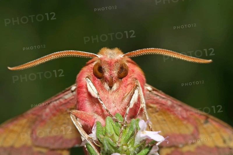 Small elephant hawk-moth