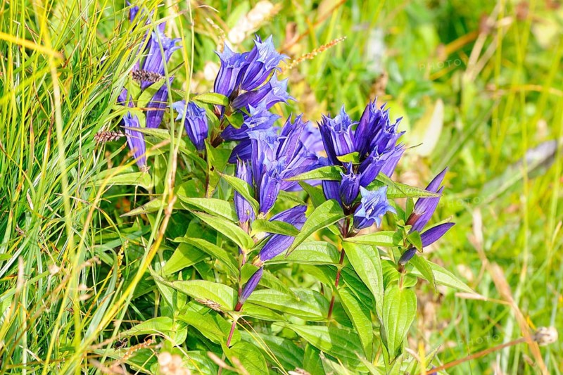 Willow Gentian