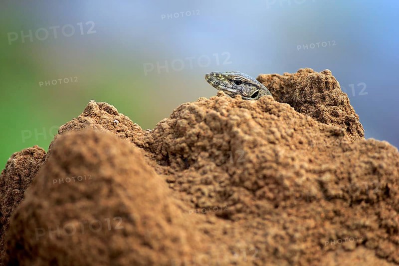 Bengal bengal monitor