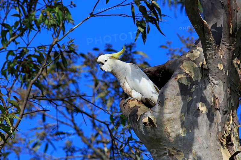 Sulphur-crested cockatoo